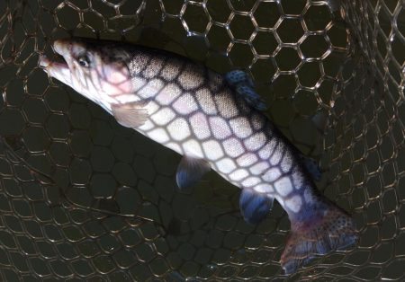調子良く釣れる時間帯もあったが… ～大安トラウトレイク～